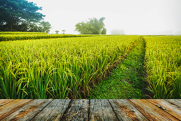 포토 JPG 해외이미지 실루엣 여행 백그라운드 밭 농업 요트 태국 자연 밥 아침 휴식 바닥 항해 사람없음 목재 물 햇빛 태양 농장 일출 항구 일몰 황금 야간 낟알 오솔길 밀 휴양지 장면 포트 내추럴 넘어짐 숙성 수평선 해외포토 주간 자연요소 나무 산업 아시아 길 음식 컨셉 배_교통 재료 교통시설 모션 곡류 촬영기법 노을 장소 생태계 파일형식 이미지허브