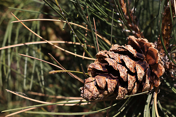 포토 JPG 해외이미지 나무 식물 호수 선 잎 크리스마스 자연 휴가 산 국립공원 사람없음 야외 목재 초록색 물 파란색 햇빛 뷰티 평화 침묵 폭포 나뭇가지 신선 소나무 투명 솔방울 암초 상록수 침엽수 원뿔 터키석 해외포토 자연요소 도형 공원 기념일 컬러 컨셉 재료 태양 소리 보석 생태계 파일형식 이미지허브