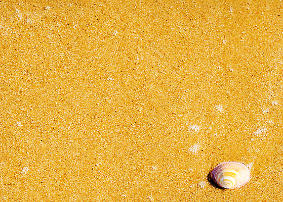 포토 JPG 해외이미지 디자인 모래 파도 바다 섬 여행 백그라운드 패턴 휴가 조개 휴식 해변 사람없음 야외 물 파란색 햇빛 태양 뷰티 맑음 거품 껍질 황금 소라 휴양지 질감 내추럴 이국적 특별함 파라다이스 카피스페이스 해외포토 자연요소 컬러 컨셉 무늬 날씨 어패류 공백 장소 파일형식 이미지허브