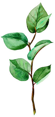 포토 JPG 해외이미지 식물 손 디자인 꽃잎 꽃 줄기 꽃다발 잎 꽃무늬 일러스트 자연 친절 사람없음 장식 초록색 정원 봄 낭만 수확 벚꽃 흰색 나뭇가지 축하 개화 작음 심볼 그림 아치 초대 브라질 내추럴 고립 이국적 파스텔톤 스타일 해외일러스트 나무 계절 컬러 컨셉 무늬 농업 신체부위 남아메리카 크기 생태계 파일형식 이미지허브