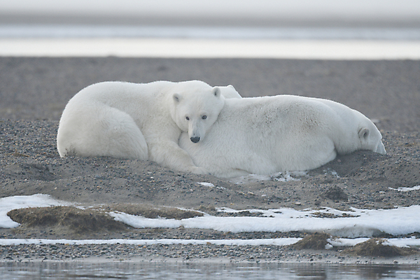 포토 JPG 해외이미지 주간 야생동물 두마리 곰 사람없음 야외 눕기 기댐 북극곰 백곰 해외포토 자연요소 동물 2 포유류 모션 파일형식 이미지허브