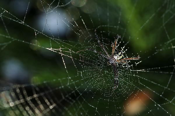 포토 JPG 해외이미지 패턴 자연 사람없음 초록색 검은색 거미 F 해외포토 알파벳 컬러 곤충 무늬 생태계 파일형식 이미지허브