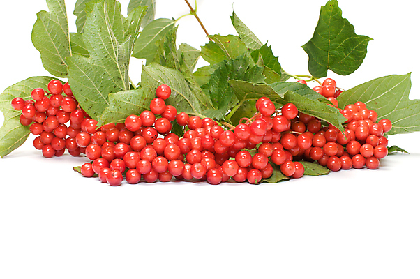 포토 JPG 해외이미지 식물 계절 열매 음식 백그라운드 잎 다이어트 과일 재료 건강 식이요법 사람없음 빨간색 초록색 빛 농작물 수확 성장 가을 흰색 나뭇가지 신선 그룹 다발 유기농 날것 비타민 내추럴 고립 생식 숙성 해외포토 나무 웰빙 컬러 농업 영양소 파일형식 이미지허브