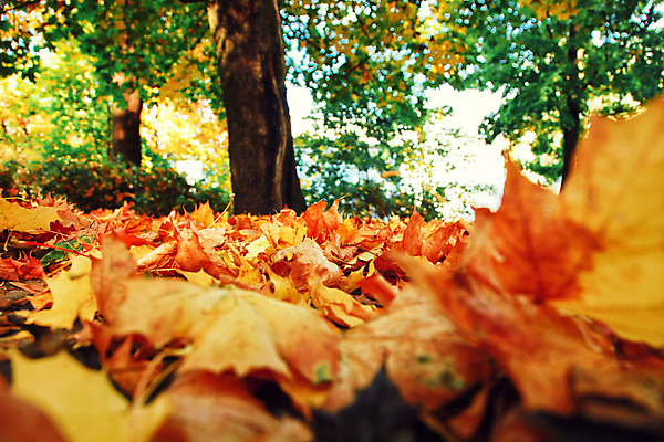 포토 JPG 해외이미지 나무 식물 계절 공원 백그라운드 단풍 잎 패턴 오렌지 자연 호박 사람없음 야외 목재 빨간색 초록색 빛 컬러풀 햇빛 태양 노란색 환경 정원 맑음 활발 할로윈 변화 황금 떨어짐 숲 9월 11월 보케 장면 추수감사절 10월 내추럴 해외포토 자연요소 공공시설 기독교 컬러 컨셉 무늬 채소 과일 재료 날씨 날짜 생태계 파일형식 이미지허브