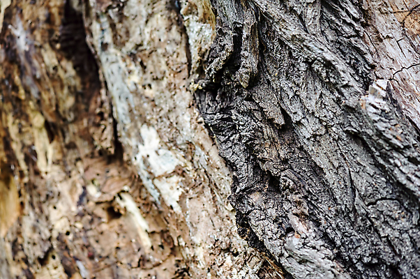 포토 JPG 해외이미지 나무 식물 백그라운드 패턴 자연 표면 날씨 사람없음 목재 갈색 환경 거친 숲 천 묘사 질감 나무껍질 내추럴 외양간 그런지 수목 옛날 노화 해외포토 컬러 컨셉 무늬 재료 껍질 직물 생태계 파일형식 이미지허브