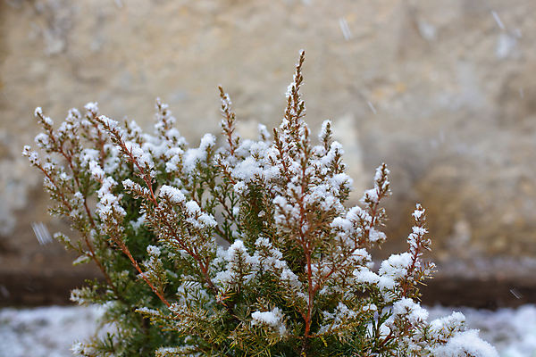 포토 JPG 해외이미지 식물 겨울 자연 사람없음 야외 초록색 정원 냉동 추위 성장 나뭇가지 바늘 12월 상록수 침엽수 내추럴 향나무 눈내림 해외포토 나무 계절 컬러 눈_날씨 도구 날짜 생태계 파일형식 이미지허브