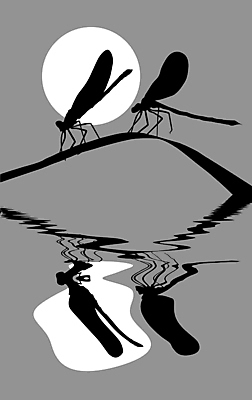 JPG 해외이미지 실루엣 두마리 일러스트 사람없음 태양 반사 회색 잠자리 해외일러스트 자연요소 컬러 곤충 2 촬영기법 파일형식 이미지허브