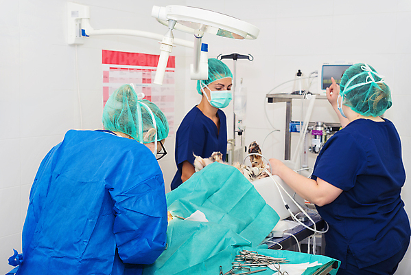 포토 JPG 해외이미지 직업 학생 장갑 건강 병원 관리 사람 치료 세명 반려동물 약 방 장비 환자 간호사 의사 기구 도구 긴급 도움 그룹 수술 개 외과 수의사 돌봄 철강 헬프 살균 해외포토 동물 잡화 컨셉 포유류 의학 모션 의료진 파일형식 이미지허브