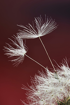 포토 JPG 해외이미지 실내 사람없음 민들레 민들레홀씨 빨간배경 해외포토 꽃 백그라운드 내부 빨간색 파일형식 이미지허브