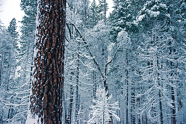 포토 JPG 해외이미지 공원 겨울 자연 산 사람없음 야외 물 환경 계곡 검은색 미국 흰색 소나무 숲 캘리포니아 요세미티국립공원 전국 해외포토 자연요소 나무 계절 공공시설 컬러 북아메리카 국립공원 생태계 파일형식 이미지허브