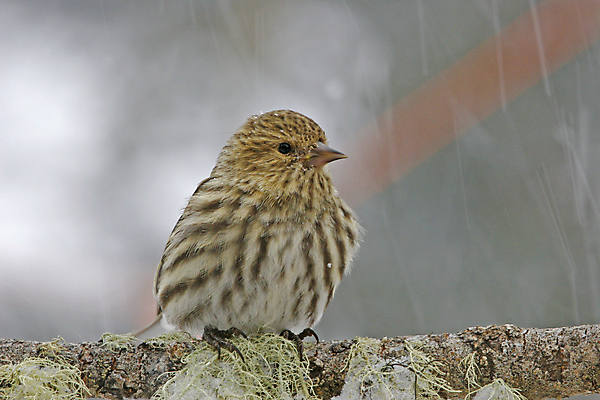 포토 JPG 해외이미지 나무 동물 겨울 노래 조류 앉기 사람없음 갈색 소나무 작음 해외포토 식물 계절 음악 컬러 모션 크기 파일형식 이미지허브