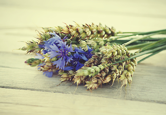 포토 JPG 해외이미지 식물 계절 꽃 꽃무늬 밭 자연 국화 풍경 초원 사람없음 야외 파란색 컬러풀 뷰티 정원 봄 벚꽃 흰색 시골 개화 허브 데이지 수레국화 해외포토 컬러 무늬 농업 생태계 파일형식 이미지허브