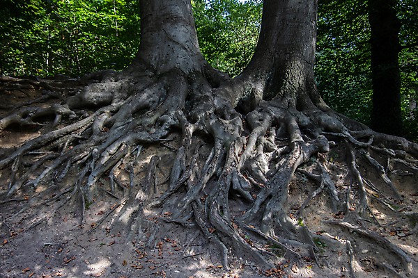 포토 JPG 해외이미지 나무 지구 자연 사람없음 목재 네트워크 숲 뿌리 영양소 해외포토 식물 재료 생태계 파일형식 이미지허브
