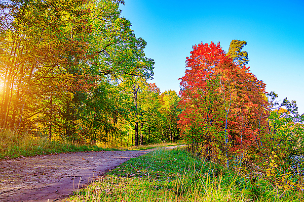 포토 JPG 해외이미지 나무 계절 공원 도로 길 백그라운드 잎 오렌지 자연 파노라마 사람없음 야외 빨간색 초록색 빛 컬러풀 햇빛 갈색 노란색 평화 환경 맑음 미국 활발 나뭇가지 시골 황금 숲 오솔길 맨해튼 10월 내추럴 방법 해외포토 식물 공공시설 컬러 컨셉 북아메리카 과일 교통시설 날씨 촬영기법 태양 날짜 생태계 뉴욕 파일형식 이미지허브