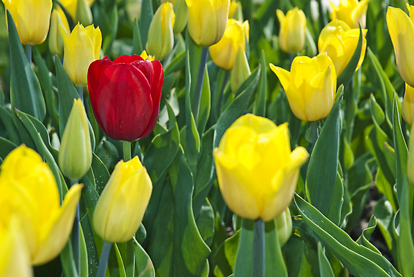 포토 JPG 해외이미지 식물 계절 공원 꽃잎 꽃 꽃다발 백그라운드 컨셉 잎 꽃무늬 자연 부활절 발렌타인데이 선물 사랑 사람없음 야외 장식 빨간색 초록색 빛 컬러풀 뷰티 노란색 정원 봄 낭만 튤립 벚꽃 축하 신선 신용카드 다발 꽃집 내추럴 해외포토 공공시설 기념일 감정 컬러 무늬 데이이벤트 금융 상점 생태계 파일형식 이미지허브
