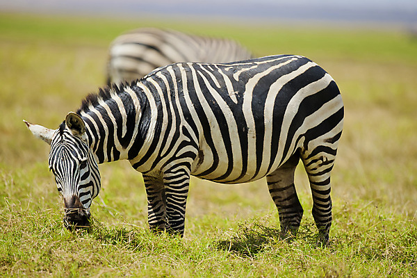 포토 JPG 해외이미지 야생동물 포유류 아프리카 흑백 국립공원 초원 사람없음 가로 줄무늬 얼룩말 케냐 해외포토 동물 공원 나라 무늬 촬영기법 말_동물 파일형식 이미지허브