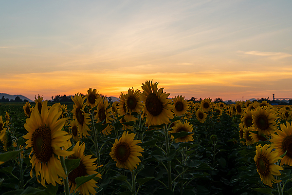 포토 JPG 해외이미지 주간 꽃밭 해바라기 풍경 사람없음 야외 여름 일몰 해외포토 자연요소 계절 꽃 노을 파일형식 이미지허브