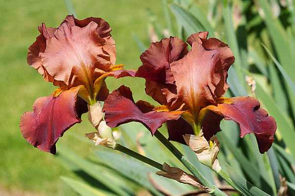포토 JPG 해외이미지 식물 계절 꽃잎 꽃 꽃무늬 자연 사람없음 야외 환경 정원 봄 성장 벚꽃 신선 개화 닫기 관목 생태계 원예 화단 붓꽃 내추럴 영원 해외포토 나무 무늬 모션 취미 파일형식 이미지허브