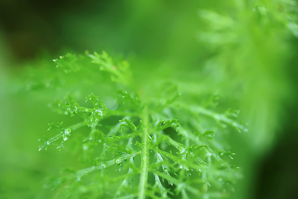포토 JPG 해외이미지 식물 꽃 백그라운드 잎 꽃무늬 밭 가족 자연 국화 사람없음 야외 치료 초록색 컬러풀 성장 벚꽃 흰색 나뭇가지 개화 황무지 약초 허브 내추럴 엘리먼트 영원 해외포토 나무 컬러 무늬 농업 의학 관계 풀_식물 생태계 파일형식 이미지허브