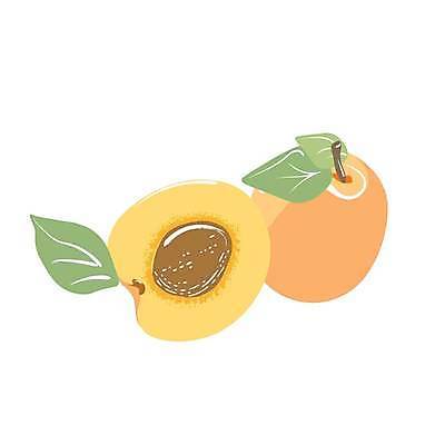EPS 해외이미지 조각 오렌지 일러스트 부분 자르기 복숭아 공유 토막 살구 해외일러스트 과일 모션 파일형식 벡터 이미지허브
