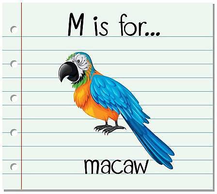 EPS 해외이미지 한마리 알파벳 영어 일러스트 영어교육 사람없음 단어 앵무새 M 단어카드 해외일러스트 문자 1 교육 조류 파일형식 벡터 단어장 이미지허브