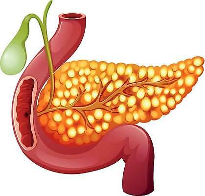 EPS 해외이미지 클립아트 교육 과학 백그라운드 일러스트 해부 건강 미술 사람 내부 그래픽 조직 오르간 질병 그림 클립 시스템 췌장 고립 지원 호르몬 자선단체 해외일러스트 의학 문화예술 장기_의학 그룹 건반악기 자선 파일형식 벡터 이미지허브
