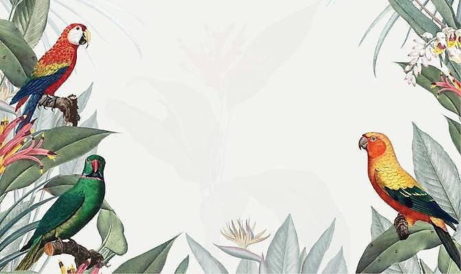 EPS 해외이미지 백그라운드 잎 일러스트 프레임 세마리 사람없음 초록색 흰색 앵무새 극락조화 트로피컬아트 해외일러스트 식물 컬러 조류 3 그림 파일형식 벡터 이미지허브