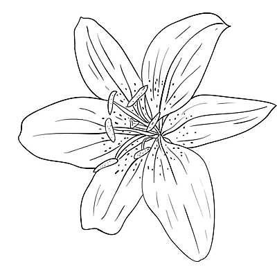 EPS 해외이미지 클립아트 모양 식물 디자인 꽃 백그라운드 잎 꽃무늬 패턴 곡선 일러스트 자연 추상 잉크 장식 검은색 봄 성장 벚꽃 소용돌이 스케치 그림 질감 복고 손그림 공상 구성 그런지 엘리먼트 스타일 해외일러스트 계절 선 컬러 무늬 미술 회오리 생태계 파일형식 벡터 이미지허브