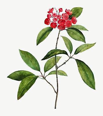 EPS 해외이미지 식물 꽃 줄기 잎 일러스트 사람없음 빈티지 꽃봉오리 해외일러스트 컨셉 파일형식 벡터 이미지허브