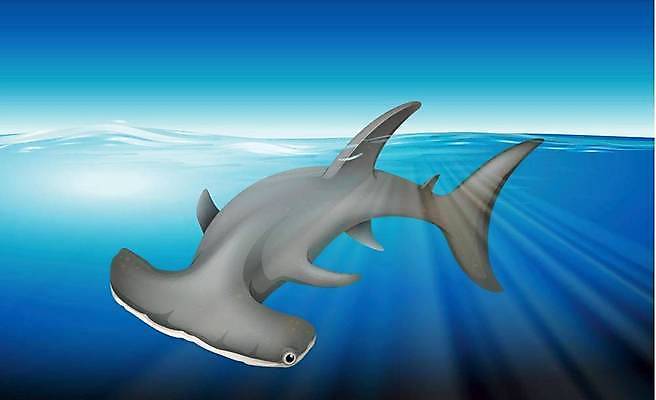 EPS 해외이미지 동물 과학 일러스트 포유류 그래픽 하트 호랑이 신장 그림 간 췌장 지라 해외일러스트 모양 장기_의학 비뇨기관 파일형식 벡터 이미지허브