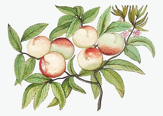 EPS 해외이미지 나무 포스터 음식 잎 농업 과일 일러스트 건강 요리 미술 장식 컬러풀 농장 주방 정원 수확 골동품 나뭇가지 시골 신선 달콤 그림 유기농 복고 날것 복숭아 고립 밭일 숙성 천도복숭아 맛있는 해외일러스트 식물 웰빙 산업 컬러 문화예술 맛 파일형식 벡터 이미지허브
