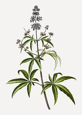 EPS 해외이미지 나무 식물 꽃 일러스트 나뭇잎 사람없음 나뭇가지 빈티지 허브 해외일러스트 컨셉 잎 파일형식 벡터 이미지허브