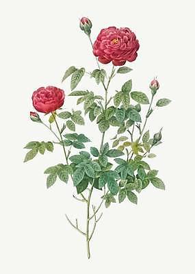 EPS 해외이미지 일러스트 사람없음 빨간색 장미 엘리먼트 해외일러스트 꽃 컬러 파일형식 벡터 이미지허브