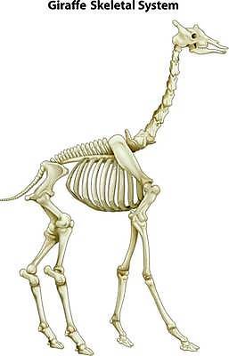 EPS 해외이미지 동물 과학 백그라운드 일러스트 해부 뼈 골격 뿔 그래픽 흰색 치아 기린 그림 시스템 목 고립 양발 해골모형 반추동물 해외일러스트 컬러 포유류 의학 신체부위 모형 소화기관 파일형식 벡터 이미지허브