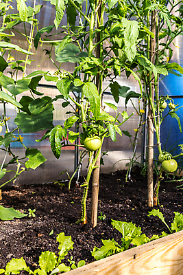 포토 JPG 해외이미지 식물 꽃 음식 잎 농업 토마토 채소 자연 새로움 주택 매달리기 건강 사람없음 초록색 농작물 농장 노란색 정원 식사 수확 성장 벚꽃 나뭇가지 시골 신선 먹기 유기농 원예 포도나무 숙성 온실 채식주의자 세련 해외포토 나무 웰빙 산업 컬러 컨셉 모션 취미 건물 과일나무 생태계 채식 파일형식 이미지허브