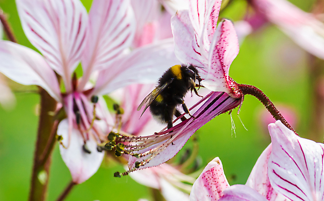 포토 JPG 해외이미지 식물 동물 꽃 야생동물 곤충 백그라운드 꽃무늬 자연 초원 사람없음 야외 초록색 여름 뷰티 환경 정원 보라색 봄 들꽃 벚꽃 신선 개화 닫기 수분 벌 허브 꽃가루 꿀 내추럴 서쪽 호박벌 해외포토 계절 컬러 무늬 모션 벌_곤충 가루 방향 생태계 파일형식 이미지허브