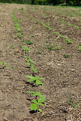 포토 JPG 해외이미지 식물 계절 꽃잎 꽃 지구 백그라운드 잎 밭 농업 자연 해바라기 씨앗 사람없음 초록색 파란색 농작물 햇빛 태양 농장 새싹 맑음 봄 성장 시골 농부 작음 땅 내추럴 거름 땅바닥 줄서기 세련 해외포토 자연요소 직업 산업 컬러 모션 날씨 바닥 크기 생태계 파일형식 이미지허브