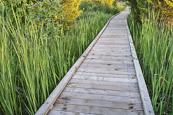 포토 JPG 해외이미지 길 여행 자국 갈대 풍경 사람없음 목재 초록색 여름 산책로 습지 널 콜로라도 해외포토 나무 식물 계절 컬러 재료 미국 파일형식 이미지허브