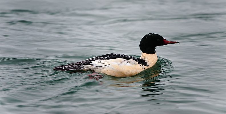 포토 JPG 해외이미지 동물 남자 호수 야생동물 파도 바다 백그라운드 겨울 날개 자연 조류 오리 사람없음 가로 물 강 갈색 머리 평화 검은색 수영 회색 젖음 흰색 연못 습지 깃털 부리 물새 알래스카 내추럴 동물상 생태학 이국적 해외포토 자연요소 계절 교육 컬러 컨셉 사람 신체부위 조형물 미국 수상스포츠 생태계 파일형식 이미지허브