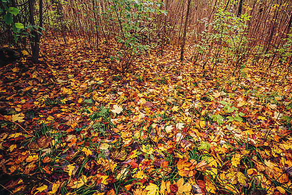 포토 JPG 해외이미지 나무 식물 계절 공원 도로 길 백그라운드 단풍 잎 오렌지 자연 아침 풍경 사람없음 야외 목재 빨간색 초록색 빛 컬러풀 햇빛 태양 뷰티 노란색 평화 환경 침묵 활발 가을 나뭇가지 시골 황금 숲 11월 10월 내추럴 스칸디나비아 해외포토 주간 자연요소 공공시설 컬러 컨셉 과일 재료 교통시설 소리 날짜 생태계 파일형식 이미지허브