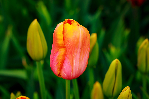 포토 JPG 해외이미지 꽃 산업 농업 자연 사람없음 야외 가로 컬러풀 한개 봄 튤립 닫기 원예 카피스페이스 해외포토 식물 1 계절 컬러 모션 취미 공백 생태계 파일형식 이미지허브