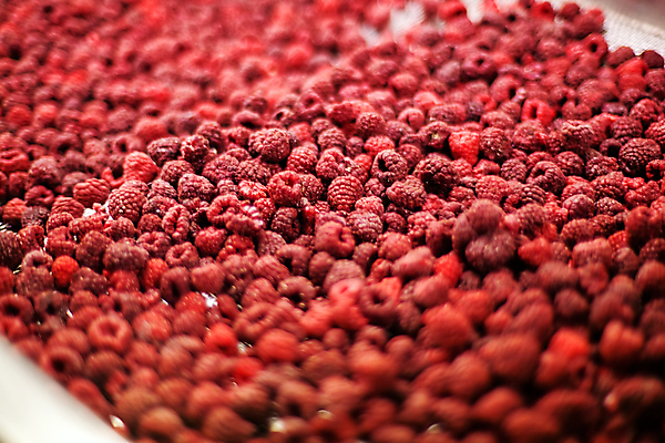 포토 JPG 해외이미지 공장 사람없음 냉동 기계 제조 소프트포커스 가득함 산딸기 식품공장 냉동식품 해외포토 음식 과일 공업 촬영기법 파일형식 이미지허브