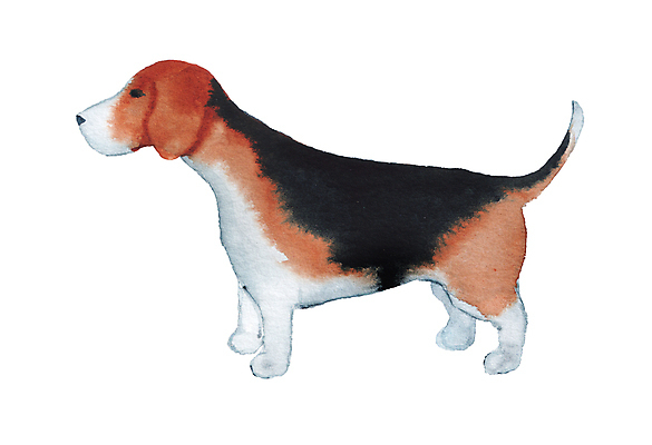 JPG 해외이미지 한마리 일러스트 사람없음 귀여움 강아지 비글 해외일러스트 1 컨셉 반려동물 개 파일형식 이미지허브