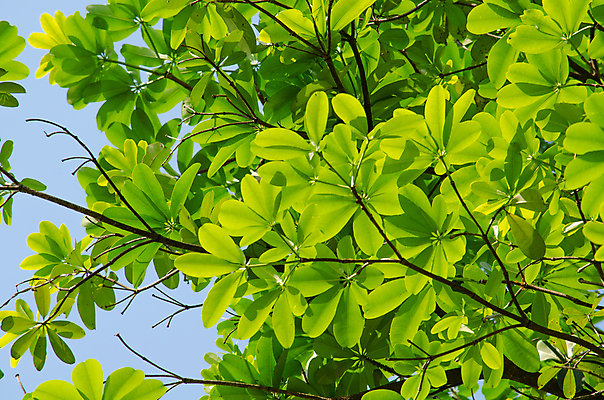 포토 JPG 해외이미지 식물 템플릿 디자인 백그라운드 잎 패턴 자연 추상 프레임 사람없음 목재 초록색 빛 환경 봄 젖음 성장 물방울 신선 작음 유기농 질감 내추럴 인공 해외포토 나무 웰빙 계절 컬러 무늬 재료 크기 생태계 파일형식 이미지허브