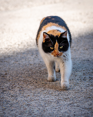 포토 JPG 해외이미지 동물 캐릭터 1 응시 얼굴 장난 포유류 자연 수염 털 서기 앉기 사람없음 야외 반려동물 뷰티 갈색 머리 환경 고양이 모피 얼룩무늬 솜털 기르기 해외포토 시선 컬러 무늬 모션 신체부위 생태계 돌봄 파일형식 이미지허브