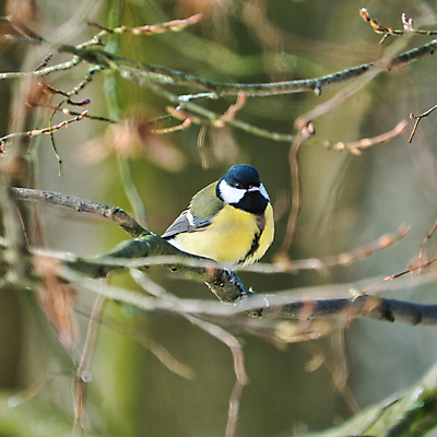 포토 JPG 해외이미지 나무 동물 1 유럽 야생동물 겨울 자연 조류 사람없음 야외 초록색 컬러풀 햇빛 노란색 맑음 검은색 숲 싱글 해외포토 식물 계절 나라 컬러 날씨 태양 생태계 파일형식 이미지허브