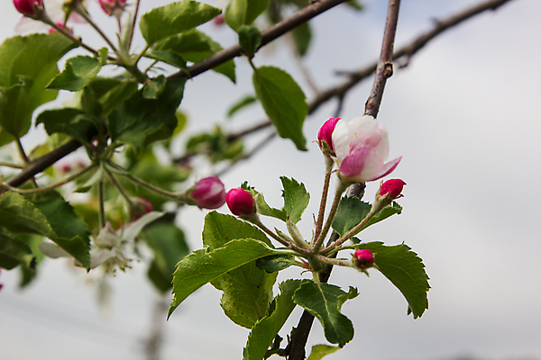 포토 JPG 해외이미지 나무 식물 계절 음식 줄기 잎 농업 과일 자연 매달리기 건강 사람없음 야외 초록색 농작물 농장 환경 정원 봄 수확 성장 나뭇가지 신선 달콤 사과 작음 과수원 다발 유기농 내추럴 해외포토 웰빙 산업 컬러 모션 맛 크기 생태계 파일형식 이미지허브