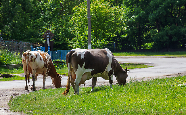 포토 JPG 해외이미지 동물 백그라운드 밭 농업 포유류 가정 자연 하늘 주택 뿔 사람 사람없음 초록색 농장 갈색 마을 가축 우유 흰색 시골 소 양치기 군중 방목 네덜란드 꼬리 밭일 해외포토 직업 유럽 산업 컬러 유제품 건물 축산업 생태계 파일형식 이미지허브