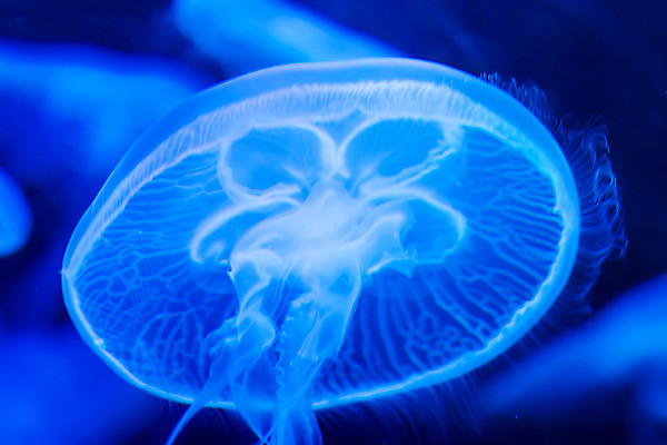 포토 JPG 해외이미지 한마리 근접촬영 사람없음 아웃포커스 파란색 바닷속 수중동물 자포동물 해파리 해외포토 동물 1 뷰포인트 컬러 촬영기법 수중 파일형식 이미지허브