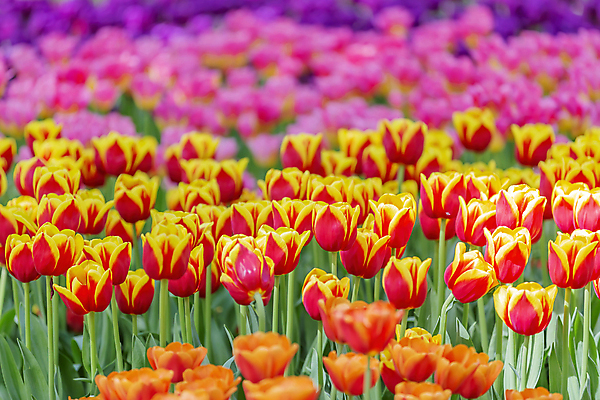 포토 JPG 해외이미지 식물 계절 공원 꽃잎 꽃 꽃다발 백그라운드 잎 꽃무늬 밭 자연 사람없음 장식 초록색 여름 컬러풀 뷰티 환경 정원 봄 활발 튤립 성장 벚꽃 흰색 신선 개화 화단 내추럴 영원 해외포토 공공시설 컬러 컨셉 무늬 농업 생태계 파일형식 이미지허브